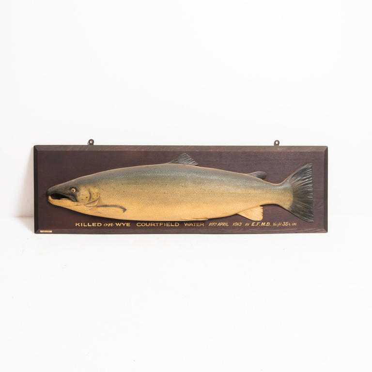 Large Trophy Salmon