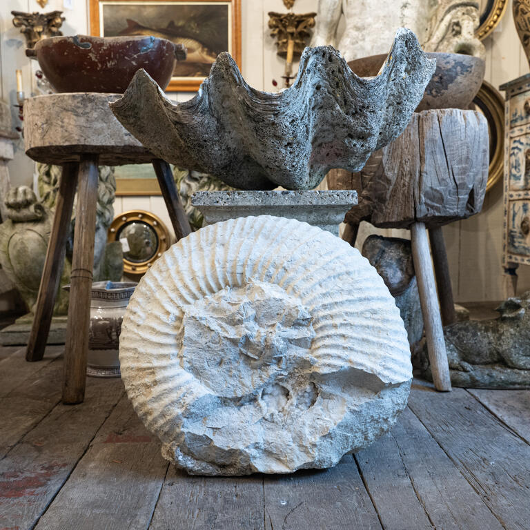Jurassic Coast: Large Limestone Fossil Ammonite